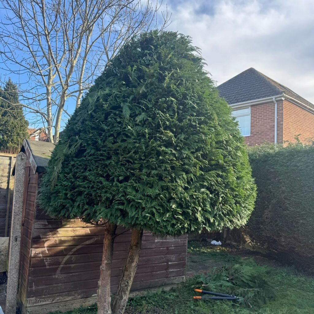 Hedge cutting service near me